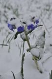 Pulmonaria mollis