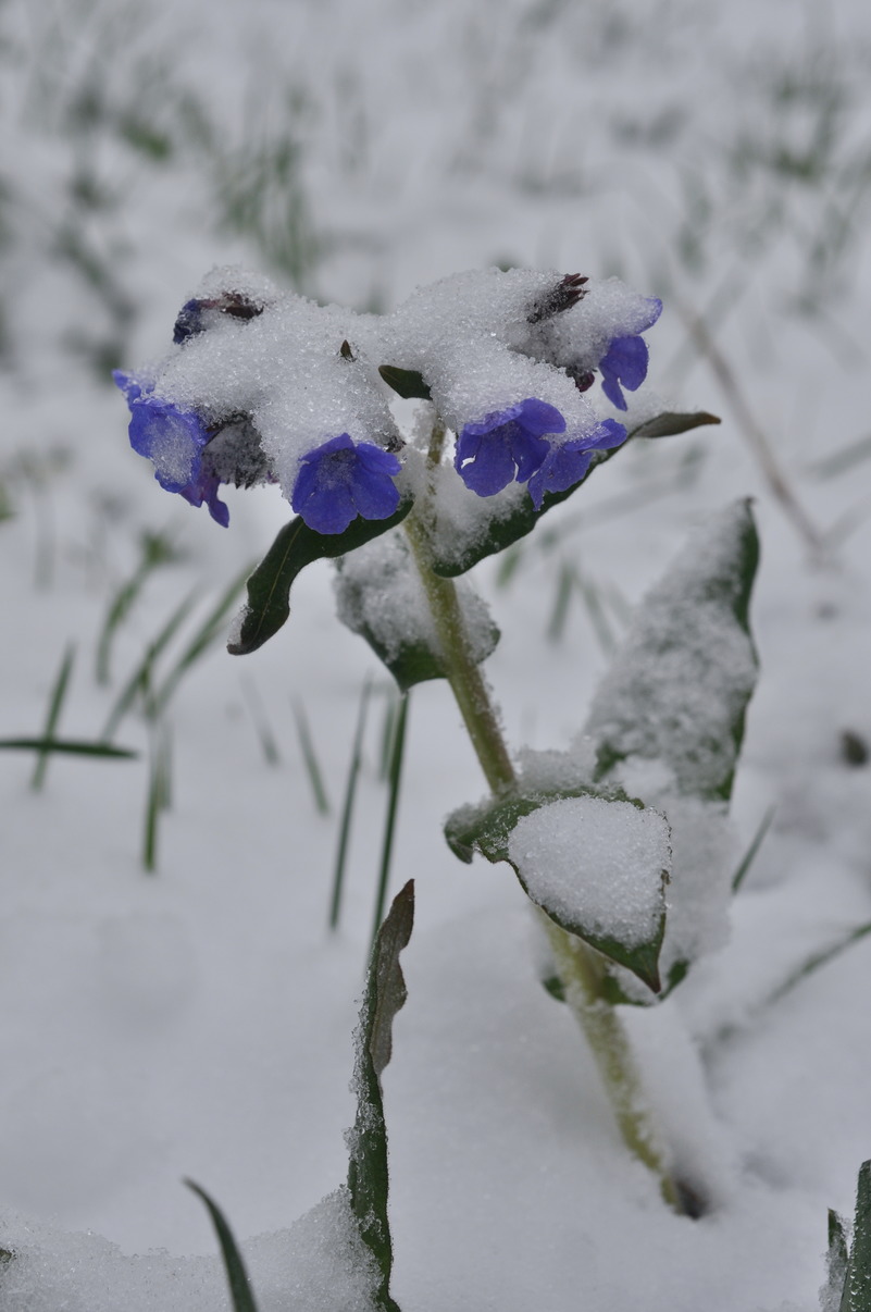 Изображение особи Pulmonaria mollis.