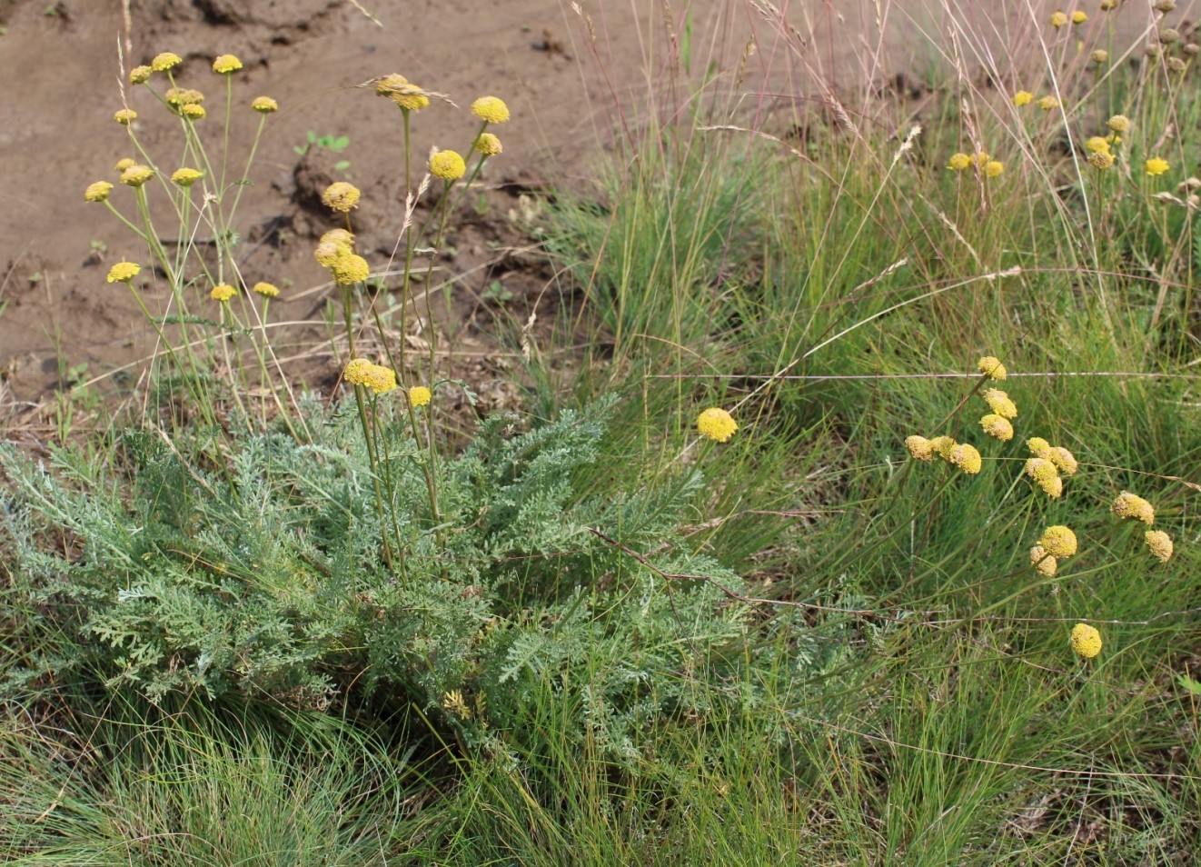 Изображение особи Tanacetum millefolium.