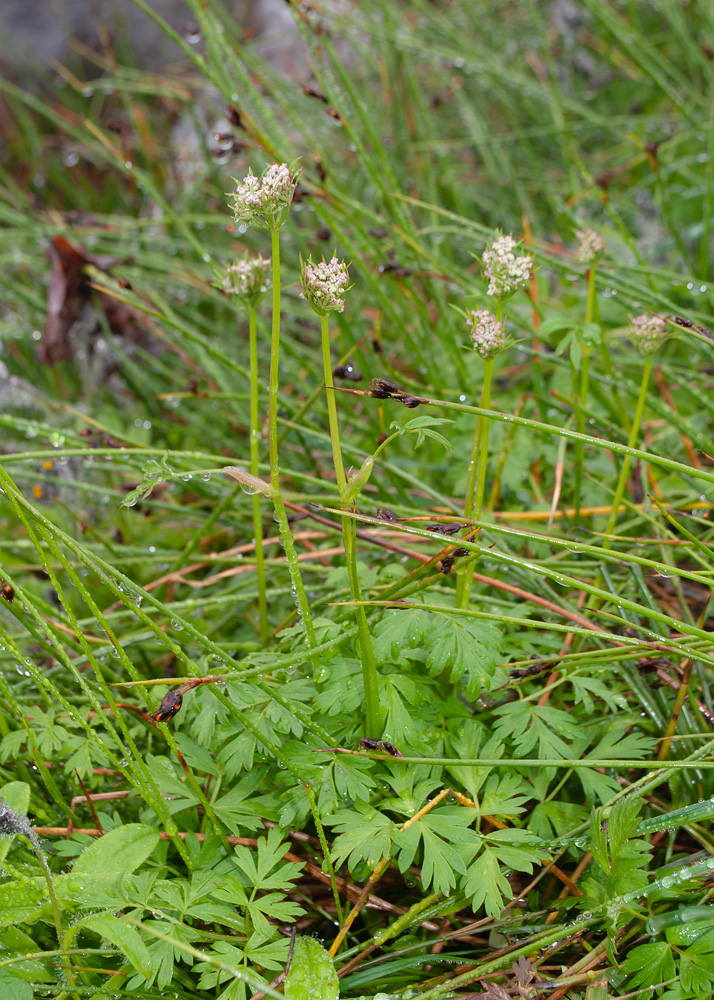 Image of familia Apiaceae specimen.