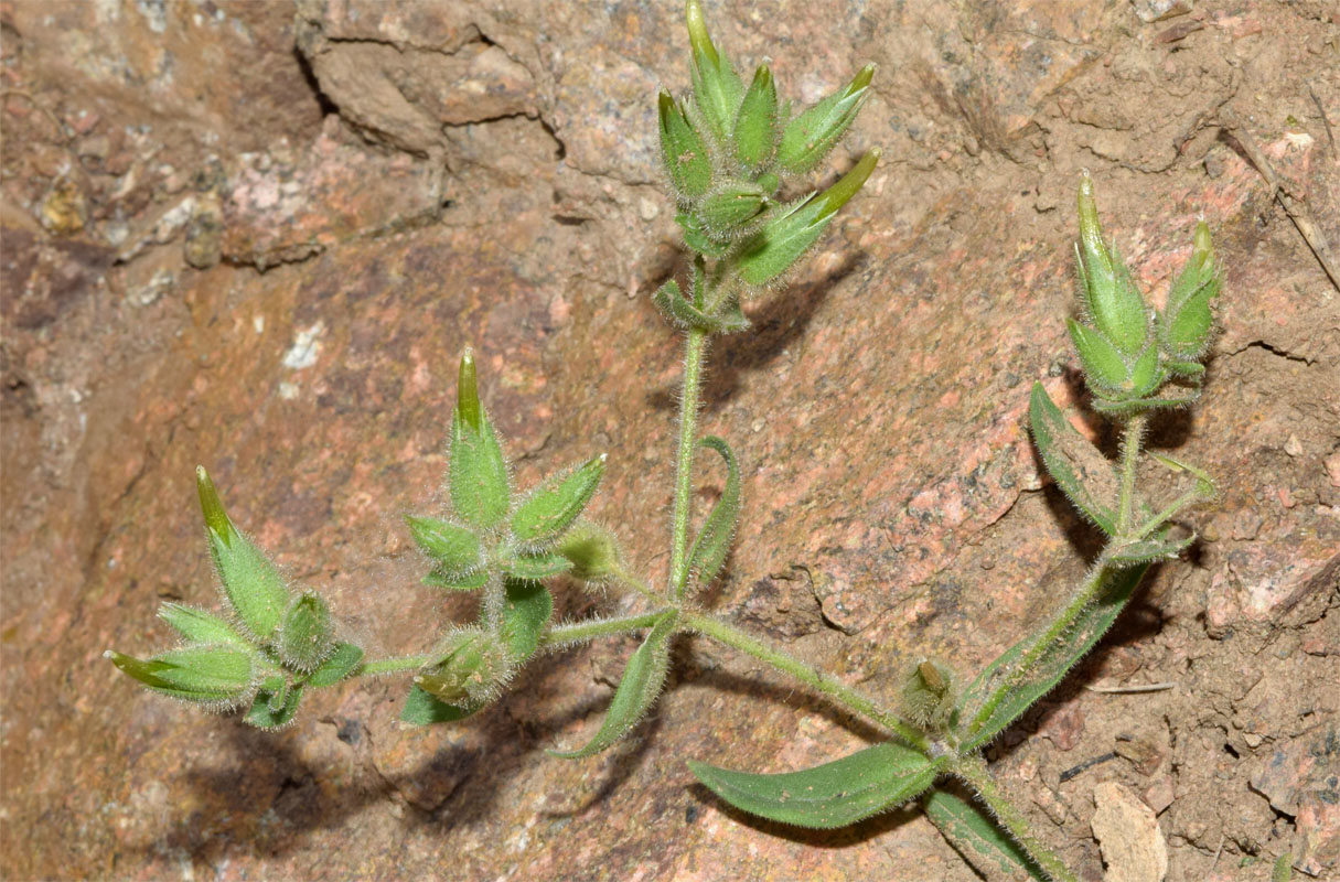 Image of Cerastium inflatum specimen.