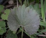 Ranunculus cassubicus