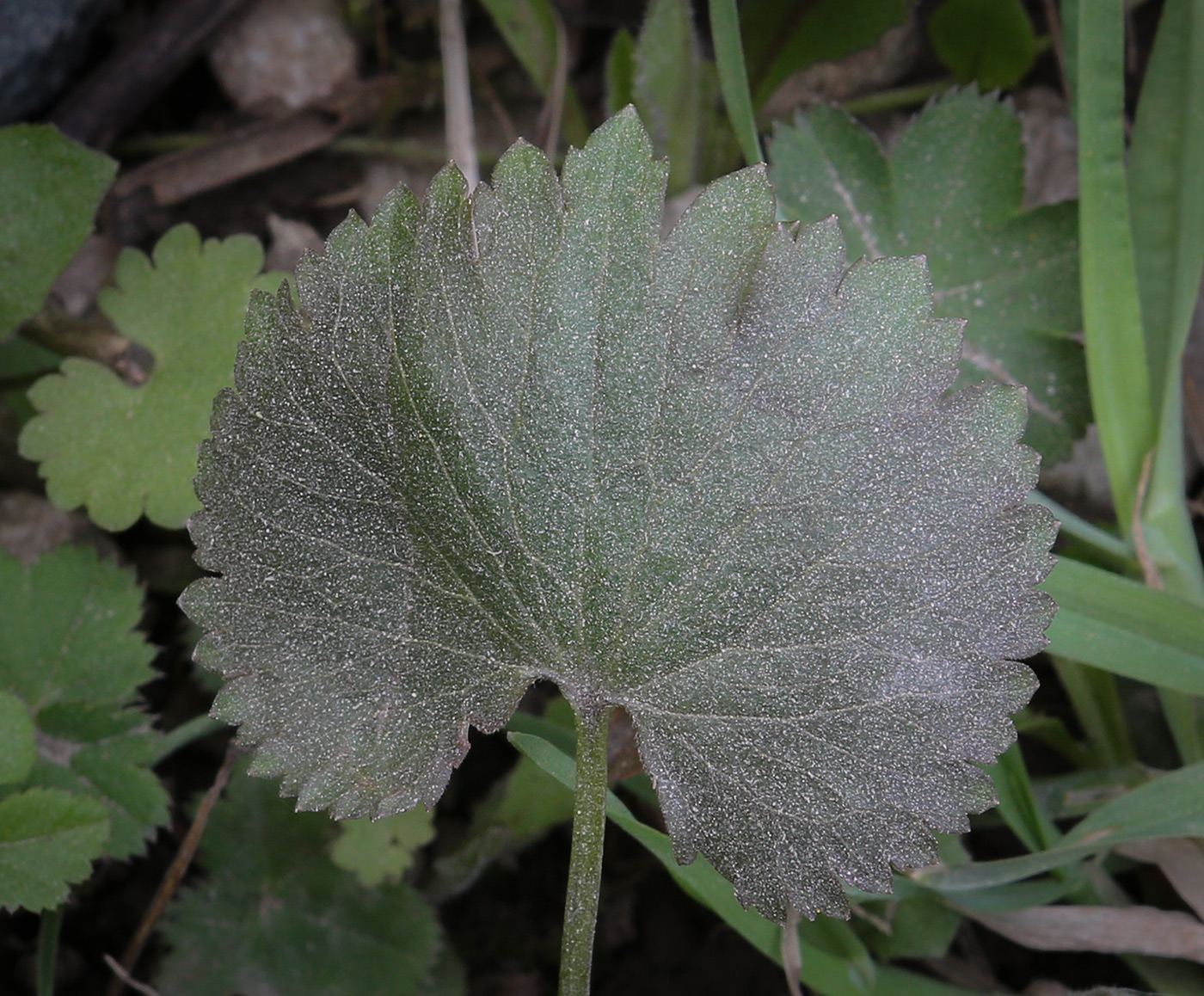 Изображение особи Ranunculus cassubicus.