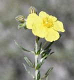 Helianthemum obtusifolium