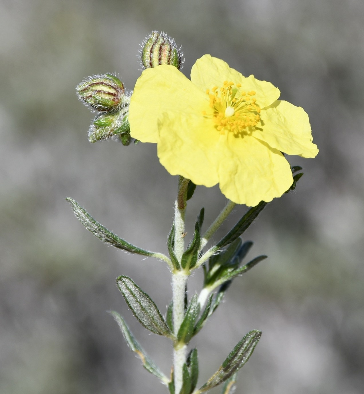 Image of Helianthemum obtusifolium specimen.