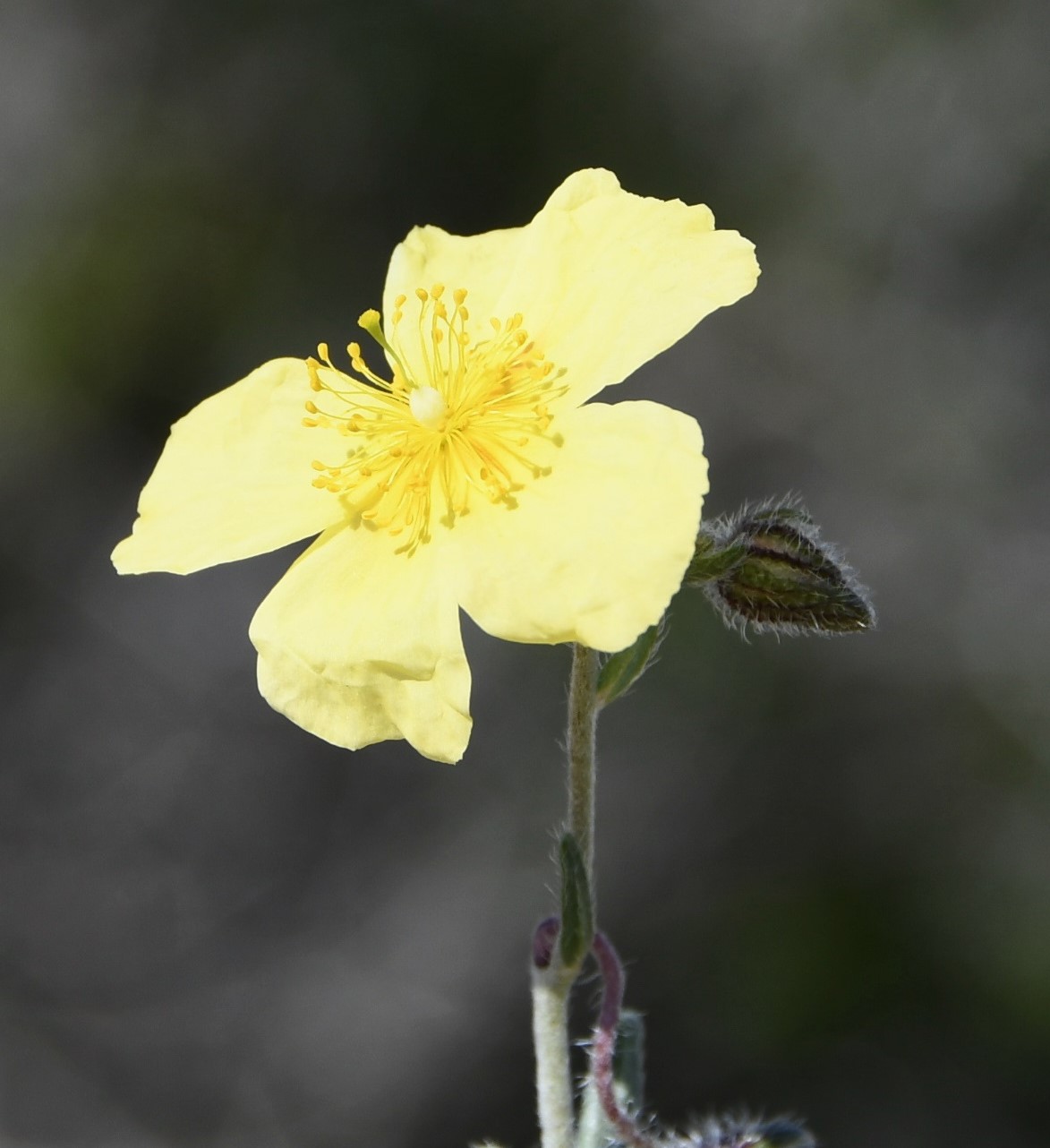 Image of Helianthemum obtusifolium specimen.