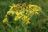 Senecio paludosus