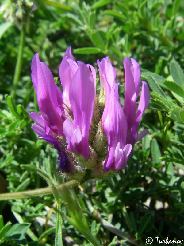 Image of Astragalus onobrychis specimen.