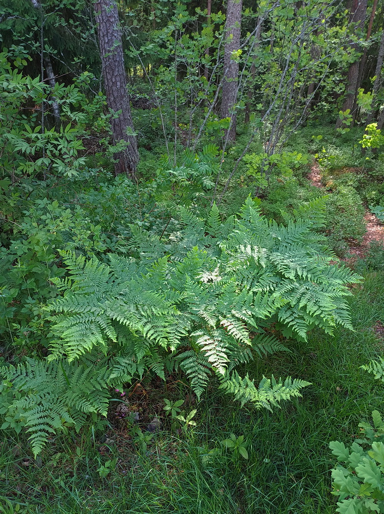 Image of Pteridium pinetorum specimen.