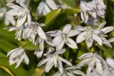 View full-size image Scilla mischtschenkoana
