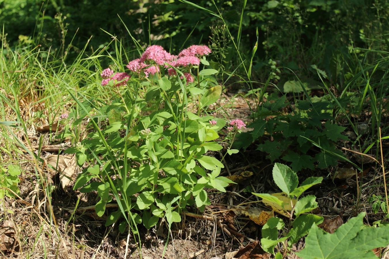 Изображение особи Hylotelephium triphyllum.