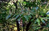 View full-size image Lauro-cerasus officinalis