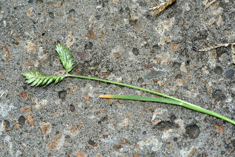 Image of Eleusine tristachya specimen.