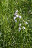 View full-size image Eriophorum angustifolium