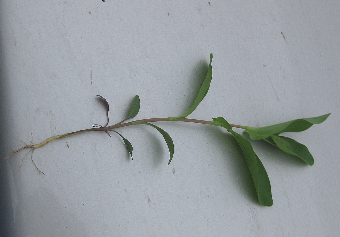 Image of Bupleurum rotundifolium specimen.