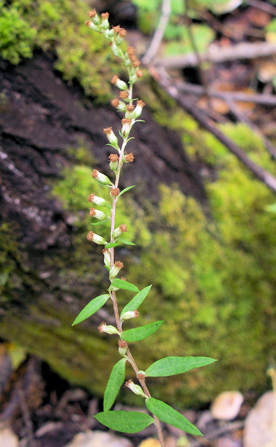 Image of Artemisia integrifolia specimen.