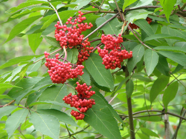 Image of Sambucus racemosa specimen.