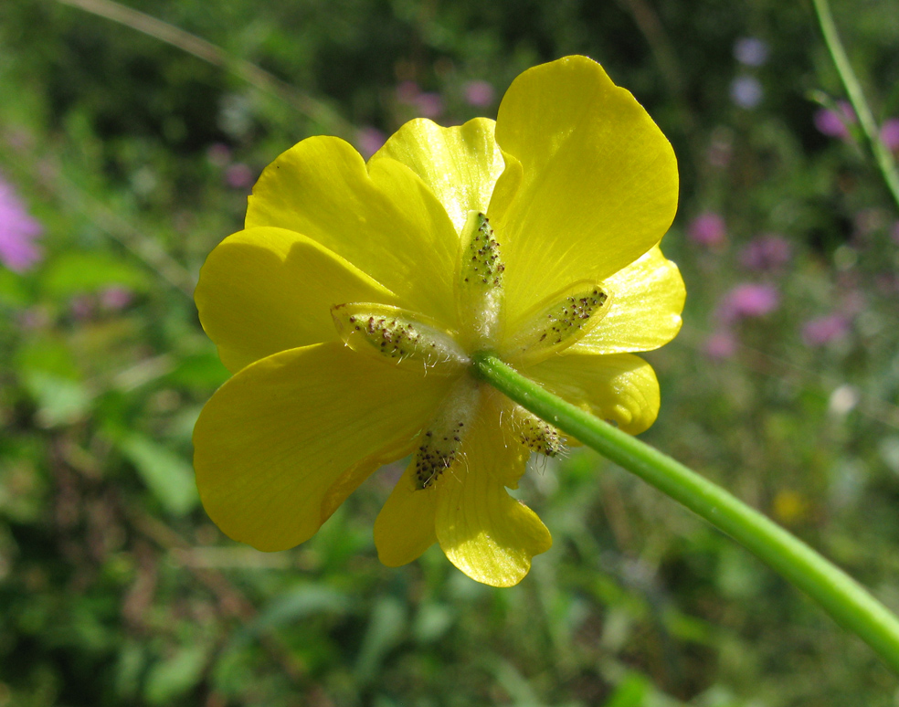 Image of genus Ranunculus specimen.