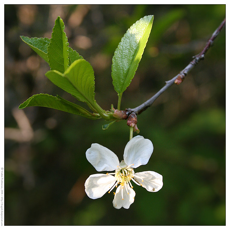 Изображение особи Cerasus vulgaris.