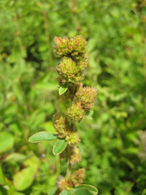 Image of Lespedeza tomentosa specimen.