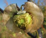 Nicandra physalodes. Созревающий плод (часть окружающей чашечки и часть околоплодника удалены). Окраина Томска, на свалке. 21.09.2011.