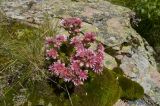 Sempervivum caucasicum. Цветущее растение. Кабардино-Балкария, Эльбрусский р-н, долина р. Терскол, высота 2350 м н.у.м., на камне. 06.08.2009.