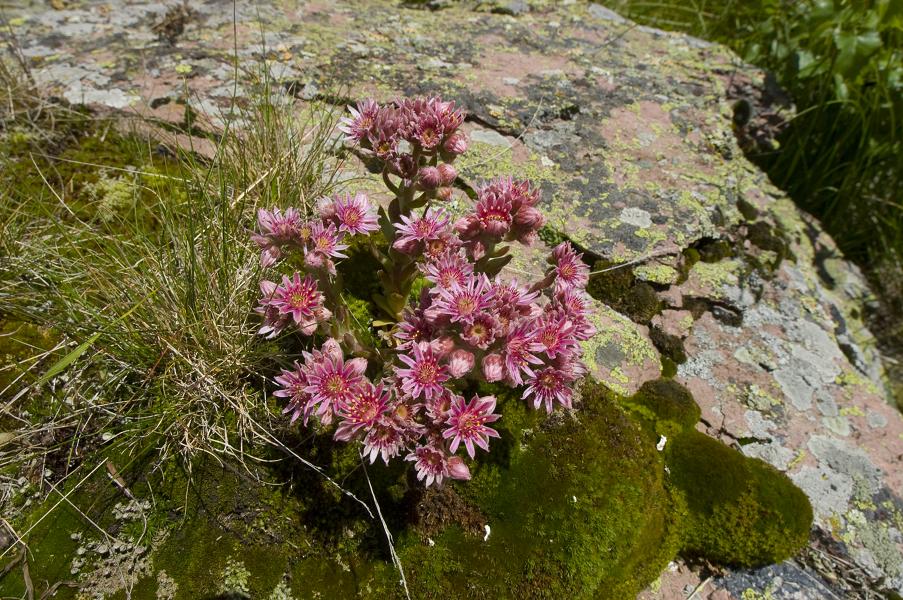 Image of Sempervivum caucasicum specimen.