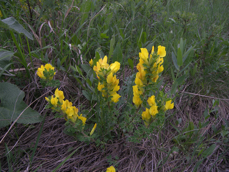 Image of Chamaecytisus colchicus specimen.