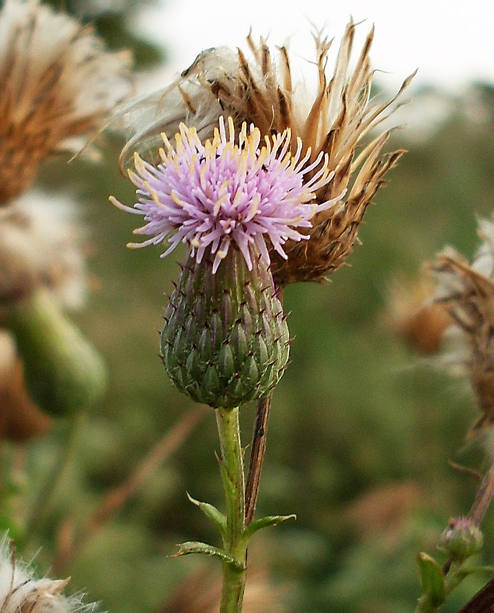 Image of Cirsium arvense specimen.