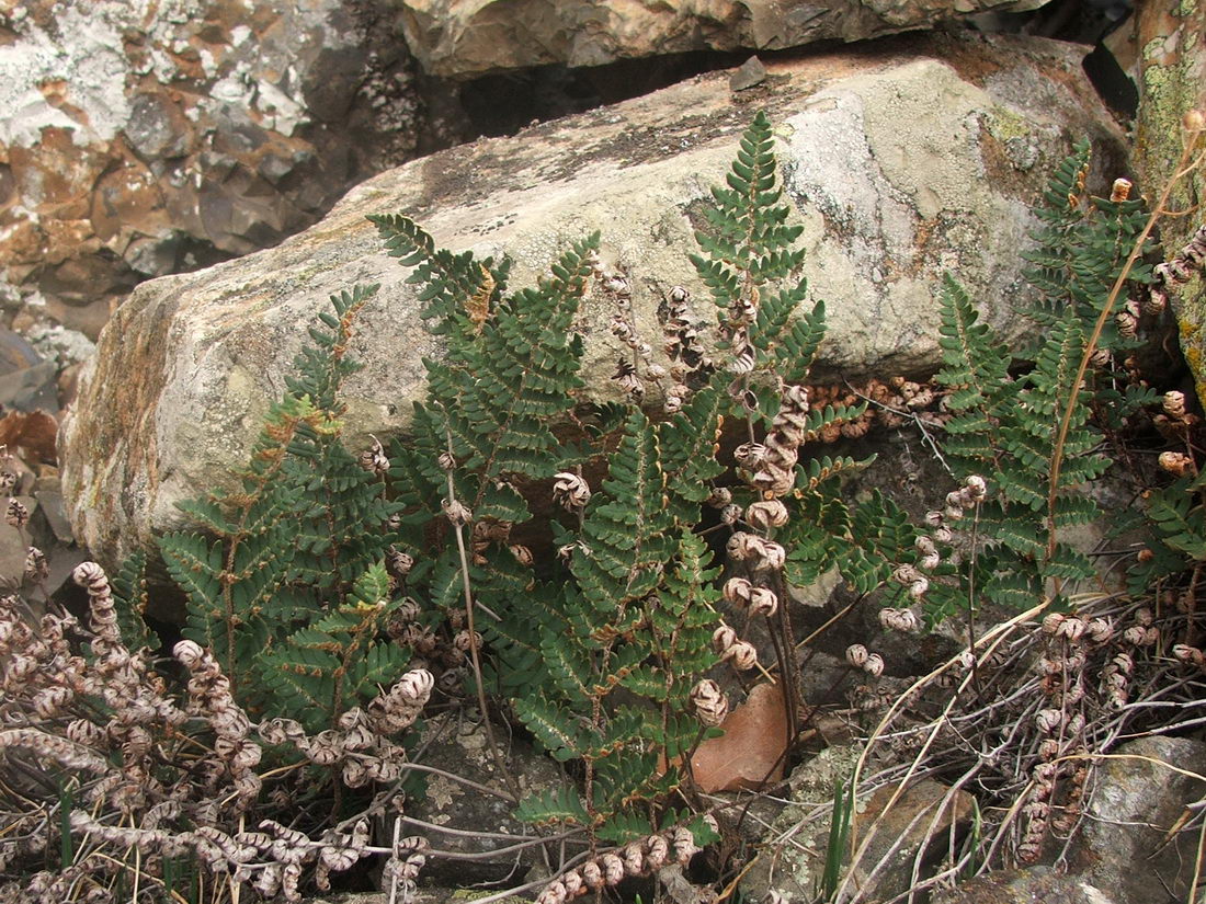 Изображение особи Paragymnopteris marantae.