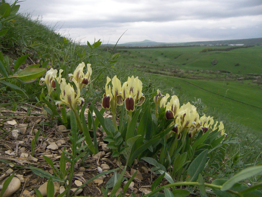 Image of Iris pumila specimen.