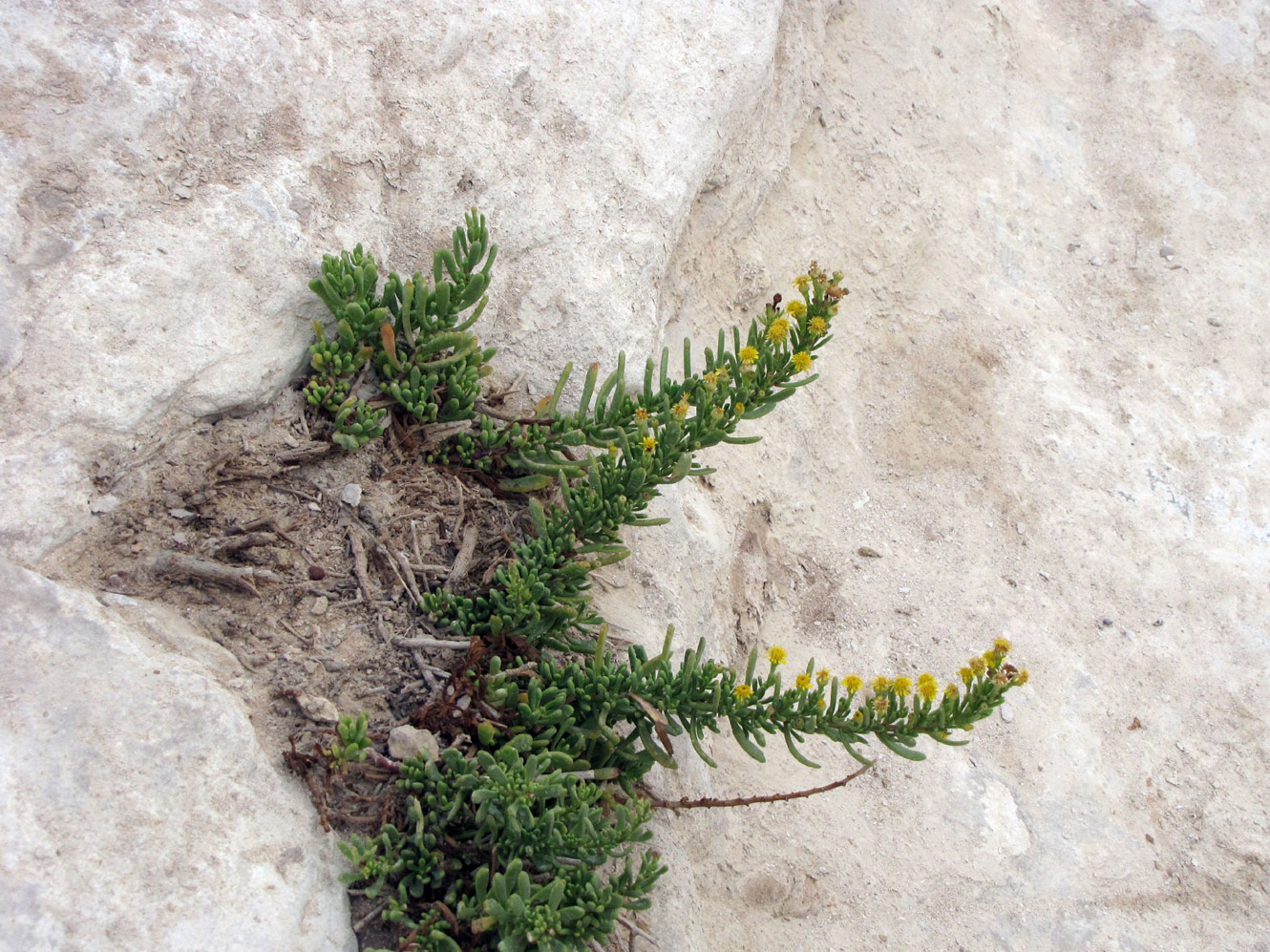 Image of Limbarda crithmoides specimen.