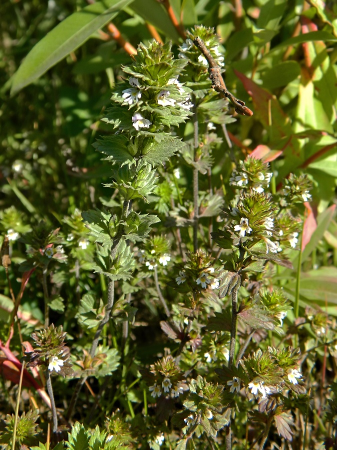 Image of genus Euphrasia specimen.