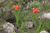 Tulipa tschimganica