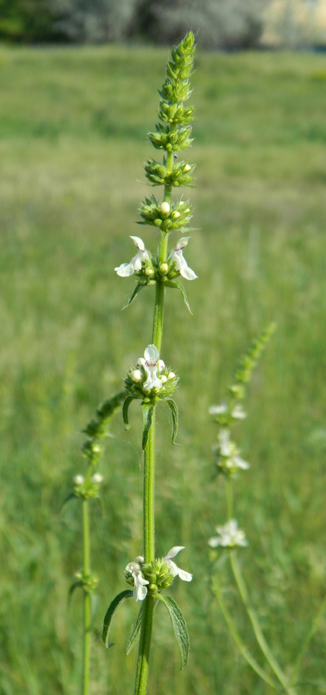 Image of Stachys krynkensis specimen.