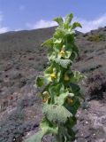 Eremostachys macrophylla