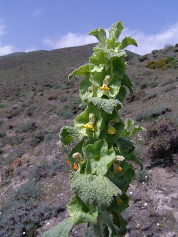 Image of Eremostachys macrophylla specimen.