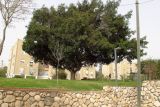 Ficus microcarpa. Цветущее дерево. Израиль, Шарон, г. Герцлия, в культуре. 19.03.2012.