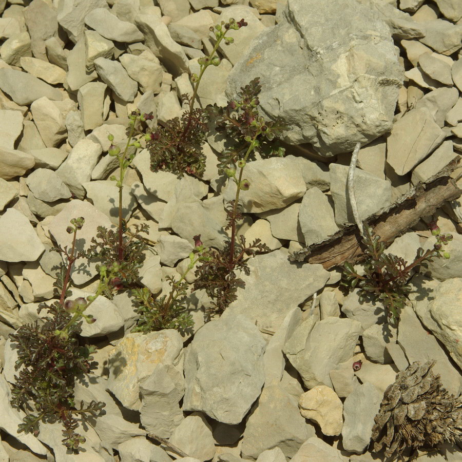 Image of Scrophularia exilis specimen.