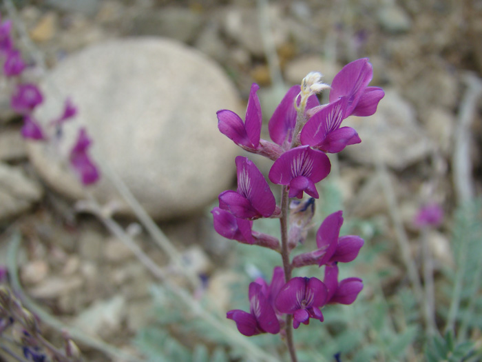 Image of Oxytropis rosea specimen.