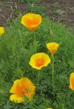 Eschscholzia californica. Цветущее растение. Владивосток, ботанический сад-институт ДВО РАН. 18 июня 2012 г.