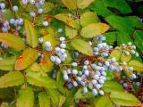 Mahonia aquifolium