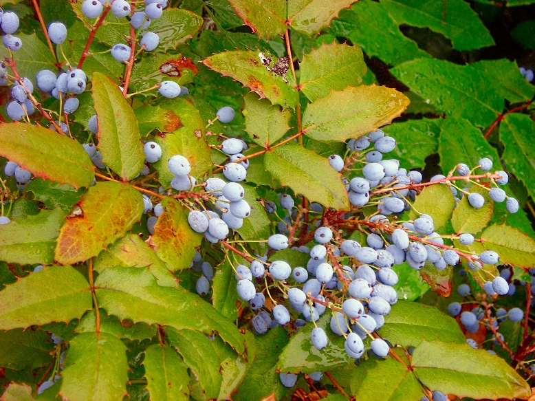 Изображение особи Mahonia aquifolium.