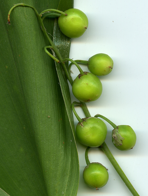 Image of Convallaria majalis specimen.