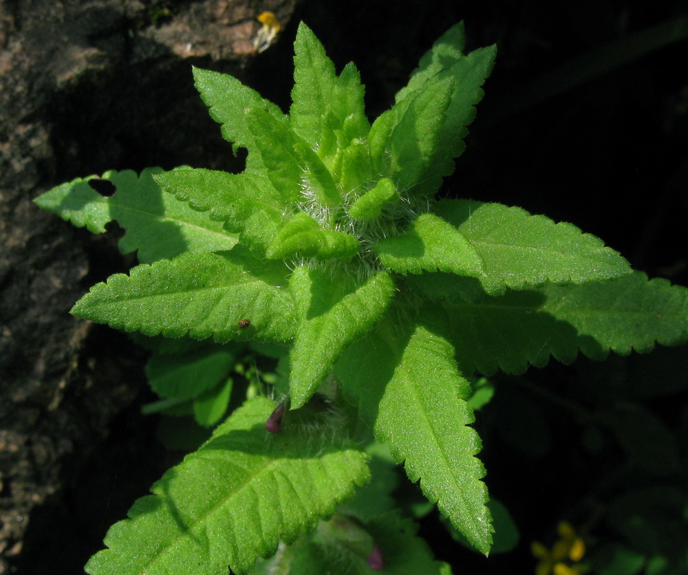 Image of Pedicularis resupinata specimen.