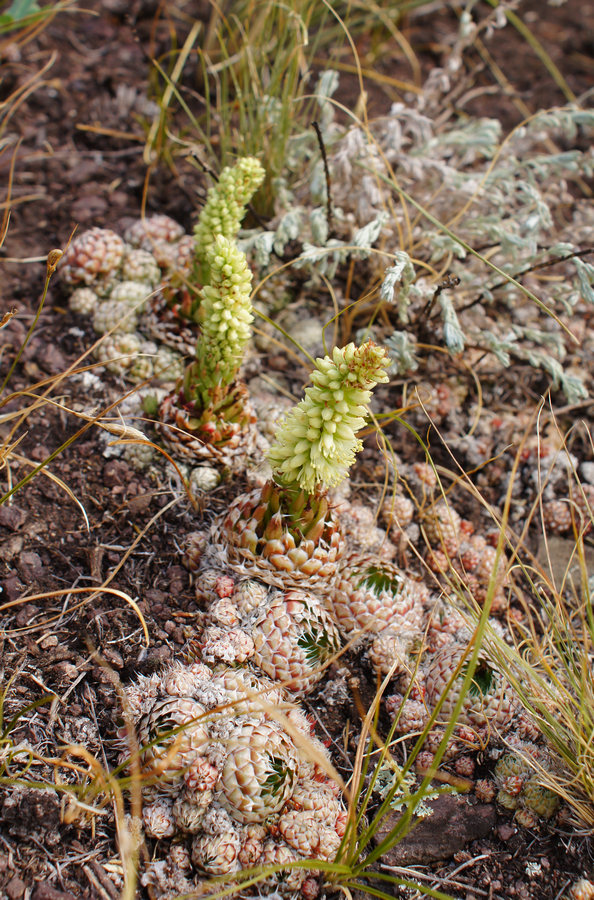 Image of Orostachys spinosa specimen.