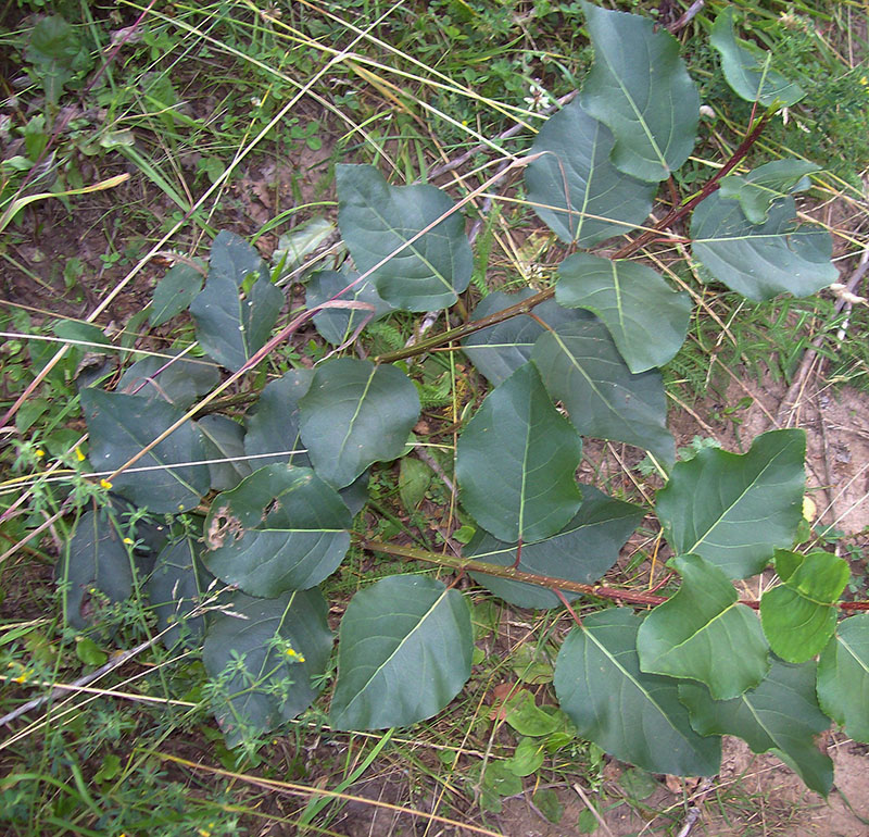 Image of Populus &times; sibirica specimen.