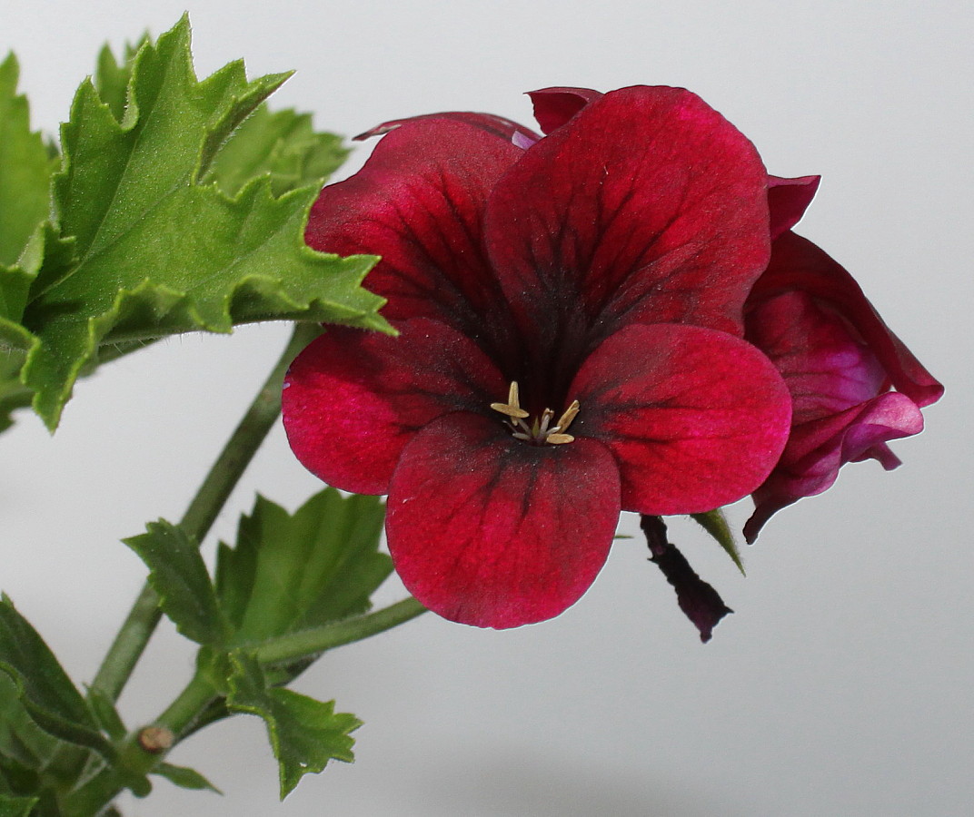 Image of Pelargonium &times; domesticum specimen.