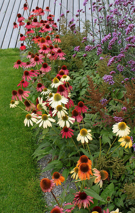 Image of Echinacea purpurea specimen.