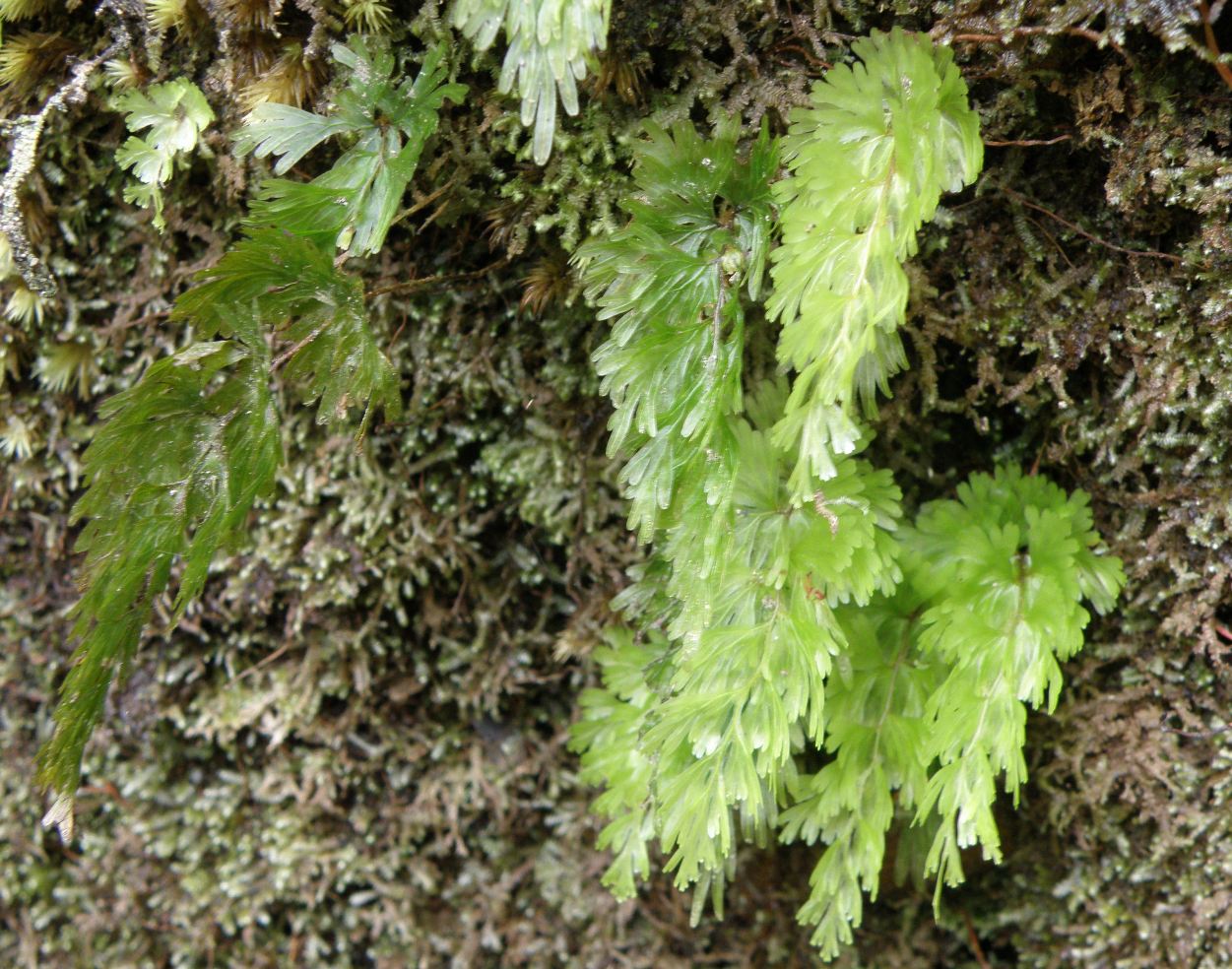 Image of genus Trichomanes specimen.